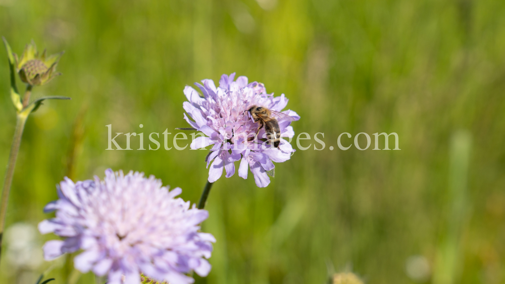 Biene auf einer Witwenblume / Aldrans, Tirol, Österreich by kristen-images.com