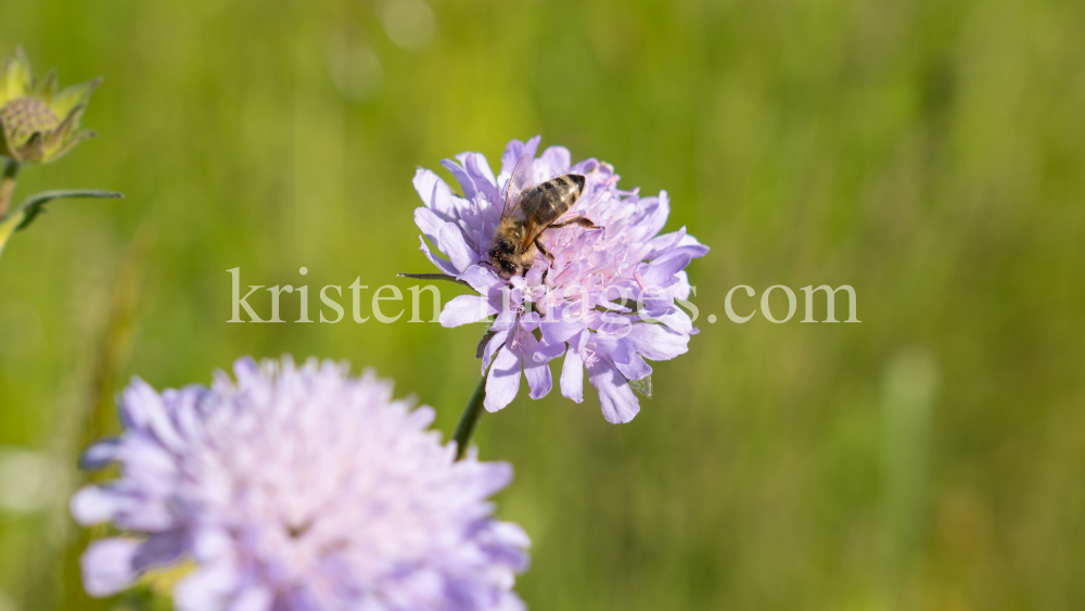 Biene auf einer Witwenblume / Aldrans, Tirol, Österreich by kristen-images.com