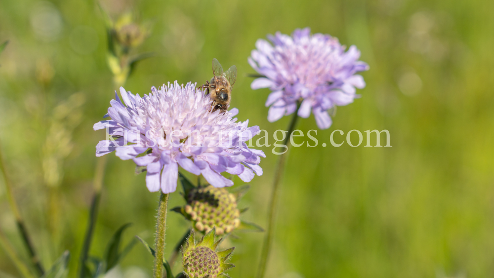 Biene auf einer Witwenblume / Aldrans, Tirol, Österreich by kristen-images.com