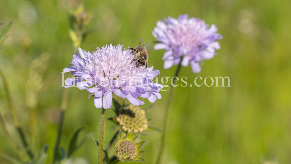 Biene auf einer Witwenblume / Aldrans, Tirol, Österreich by kristen-images.com