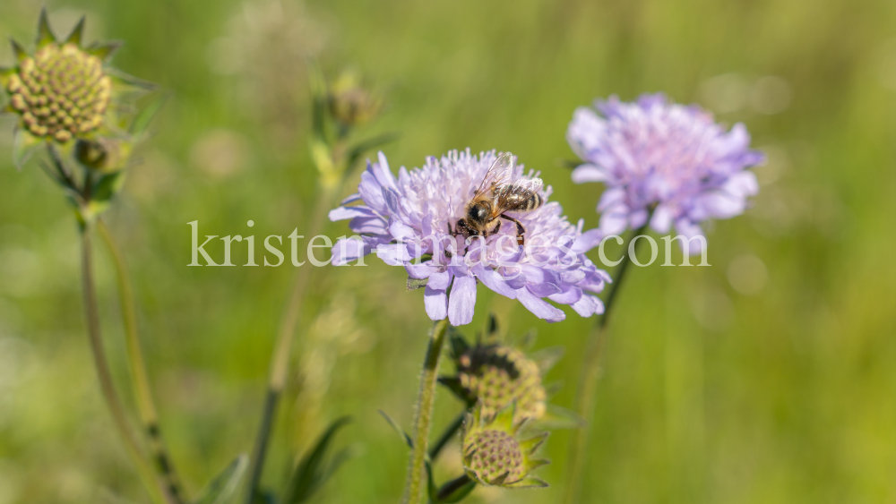 Biene auf einer Witwenblume / Aldrans, Tirol, Österreich by kristen-images.com