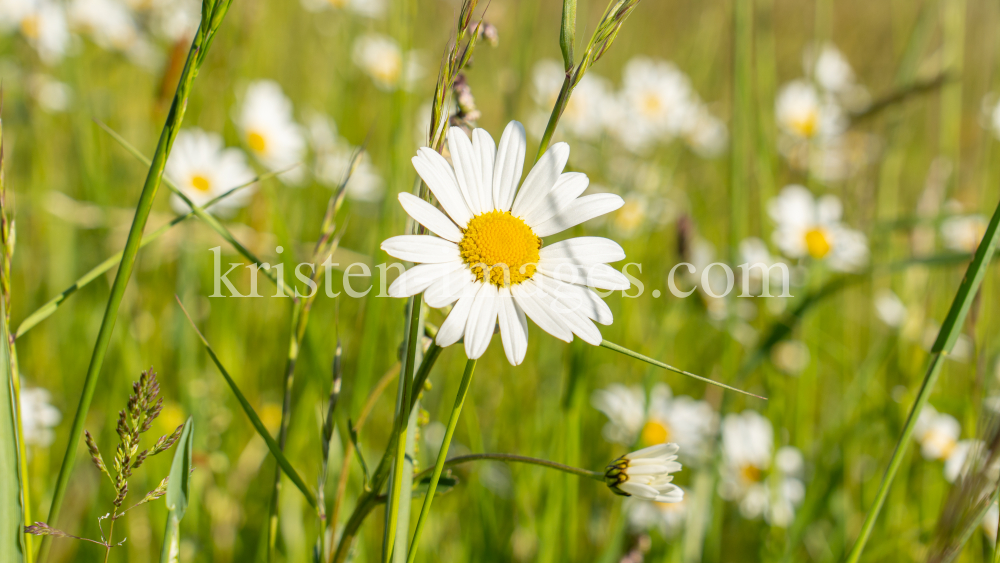 Margeriten / Aldrans, Tirol, Österreich by kristen-images.com