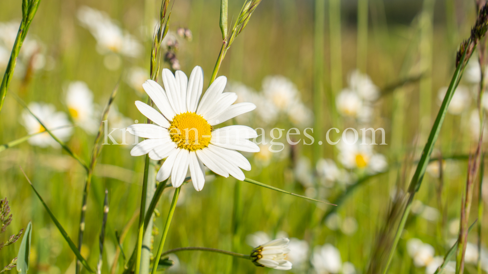 Margeriten / Aldrans, Tirol, Österreich by kristen-images.com