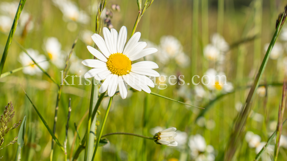 Margeriten / Aldrans, Tirol, Österreich by kristen-images.com