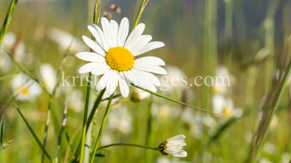 Margeriten / Aldrans, Tirol, Österreich by kristen-images.com