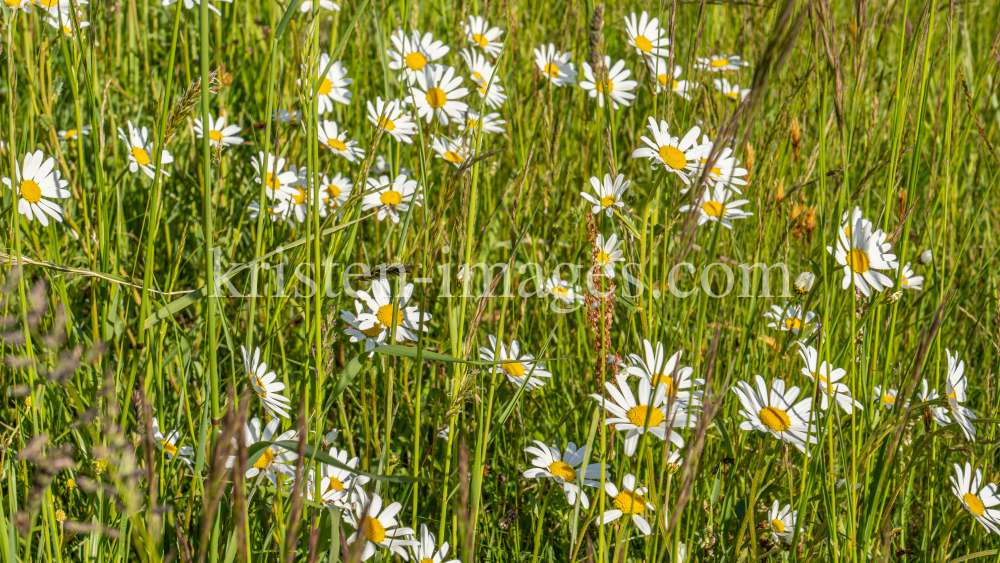 Margeriten / Aldrans, Tirol, Österreich by kristen-images.com