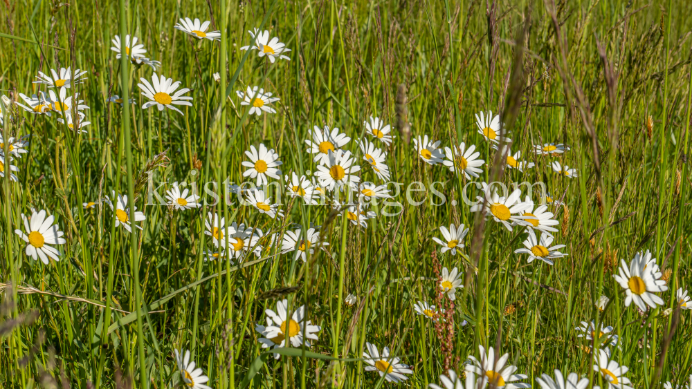 Margeriten / Aldrans, Tirol, Österreich by kristen-images.com