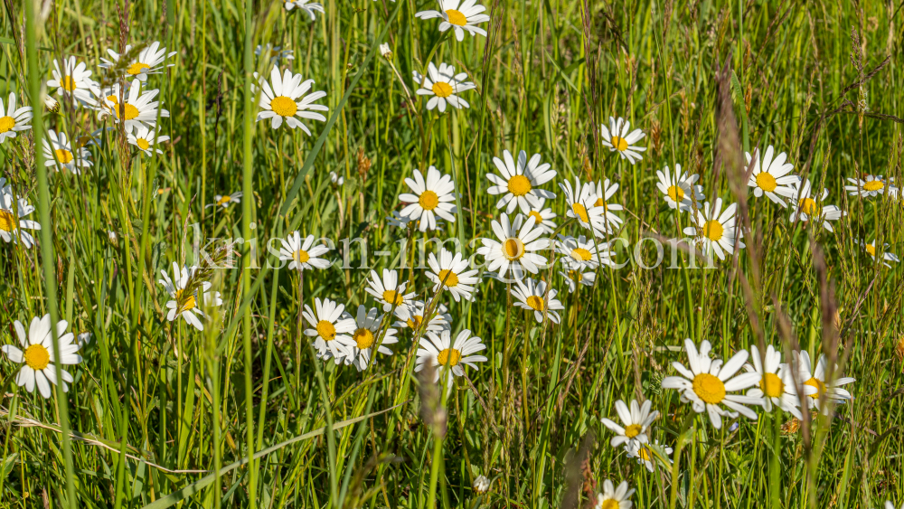 Margeriten / Aldrans, Tirol, Österreich by kristen-images.com