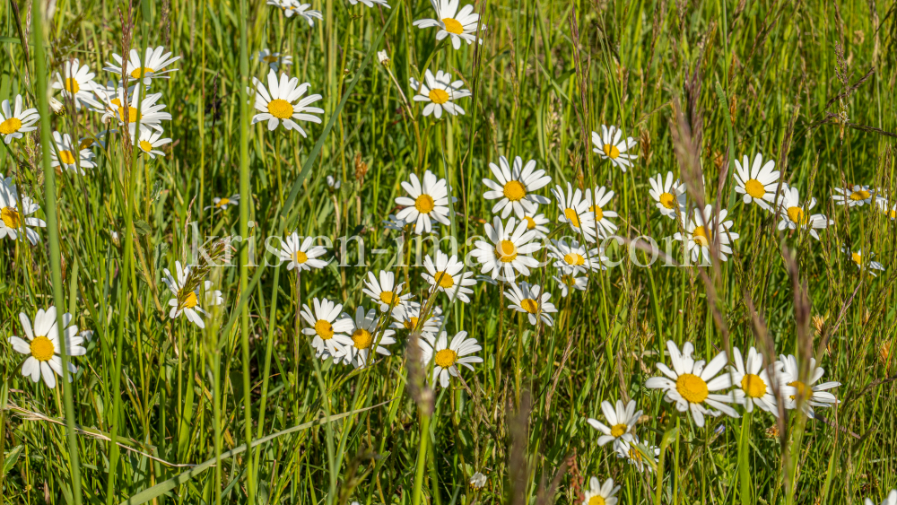 Margeriten / Aldrans, Tirol, Österreich by kristen-images.com