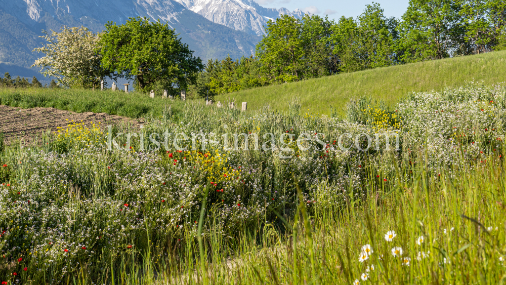 Blumenwiese in Aldrans, Tirol, Österreich by kristen-images.com