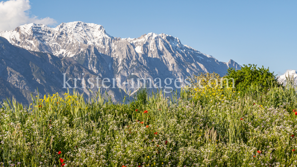 Blumenwiese in Aldrans, Tirol, Österreich by kristen-images.com