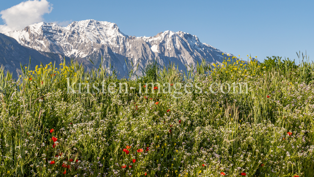 Blumenwiese in Aldrans, Tirol, Österreich by kristen-images.com