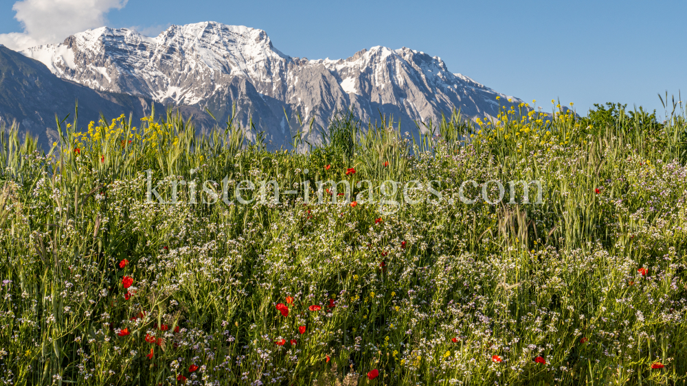 Blumenwiese in Aldrans, Tirol, Österreich by kristen-images.com