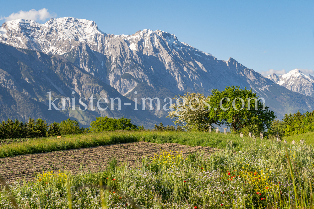 Blumenwiese in Aldrans, Tirol, Österreich by kristen-images.com