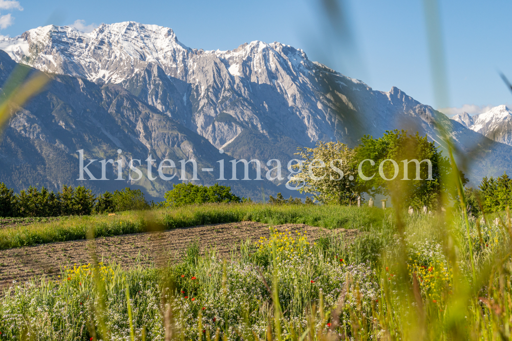 Blumenwiese in Aldrans, Tirol, Österreich by kristen-images.com