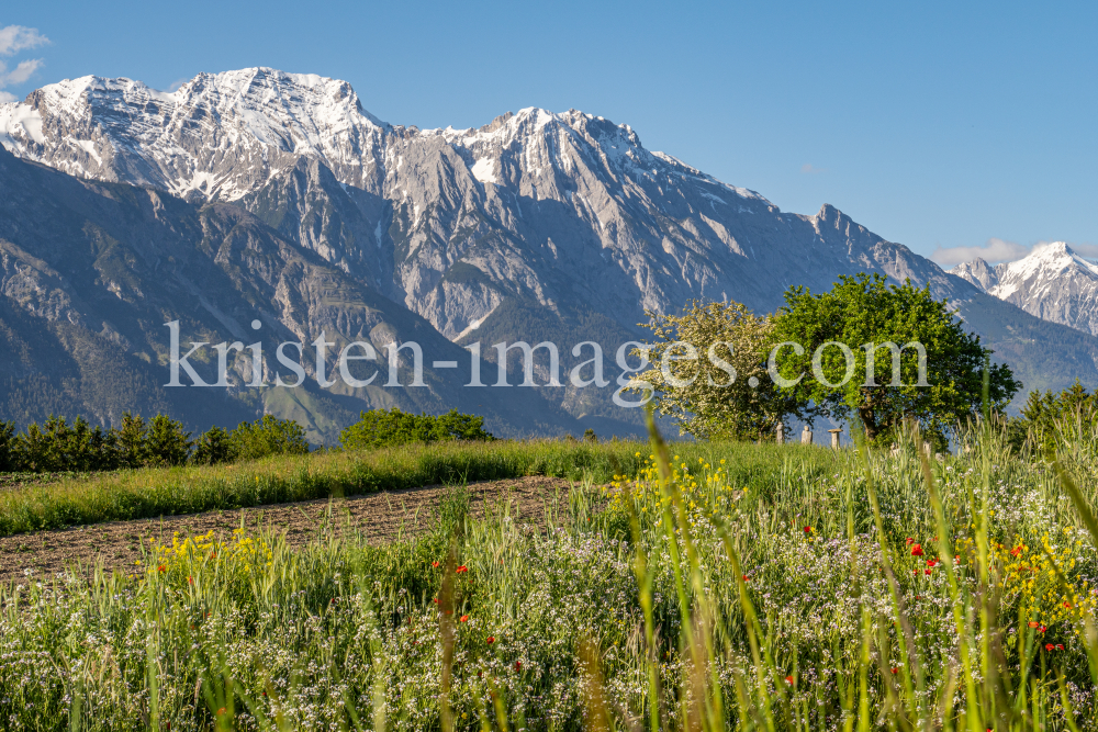Blumenwiese in Aldrans, Tirol, Österreich by kristen-images.com