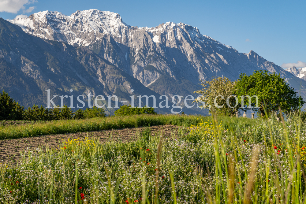 Blumenwiese in Aldrans, Tirol, Österreich by kristen-images.com