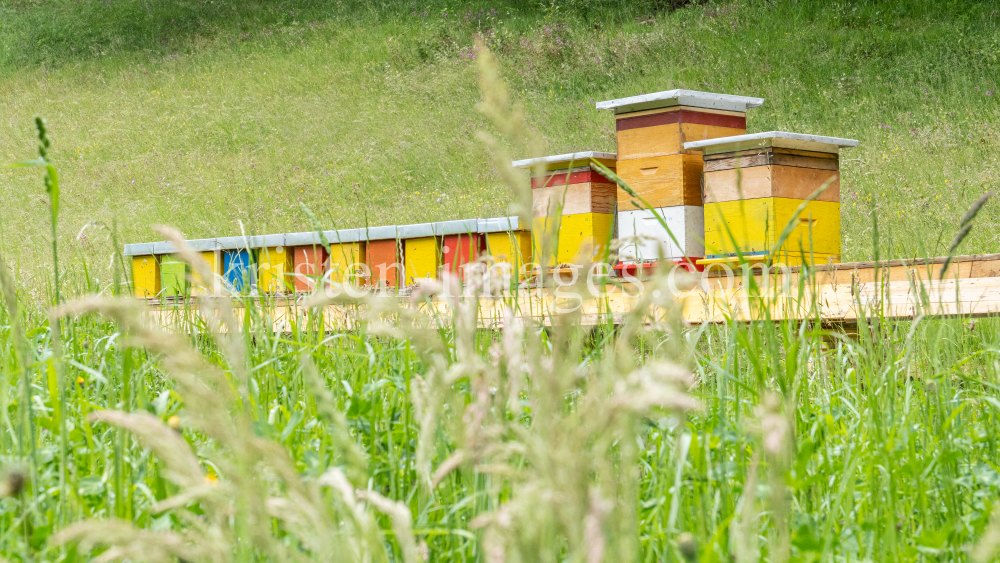 Bienenstock auf einer Blumenwiese by kristen-images.com