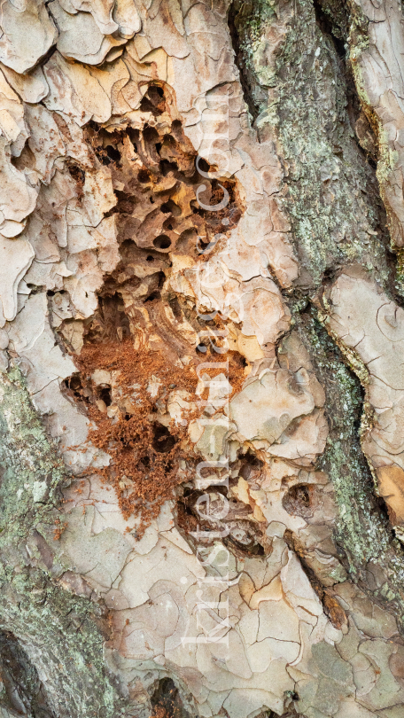 Wildbienenlöcher im Baumstamm einer Kiefer by kristen-images.com