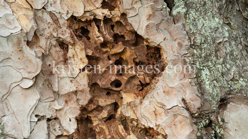 Wildbienenlöcher im Baumstamm einer Kiefer by kristen-images.com