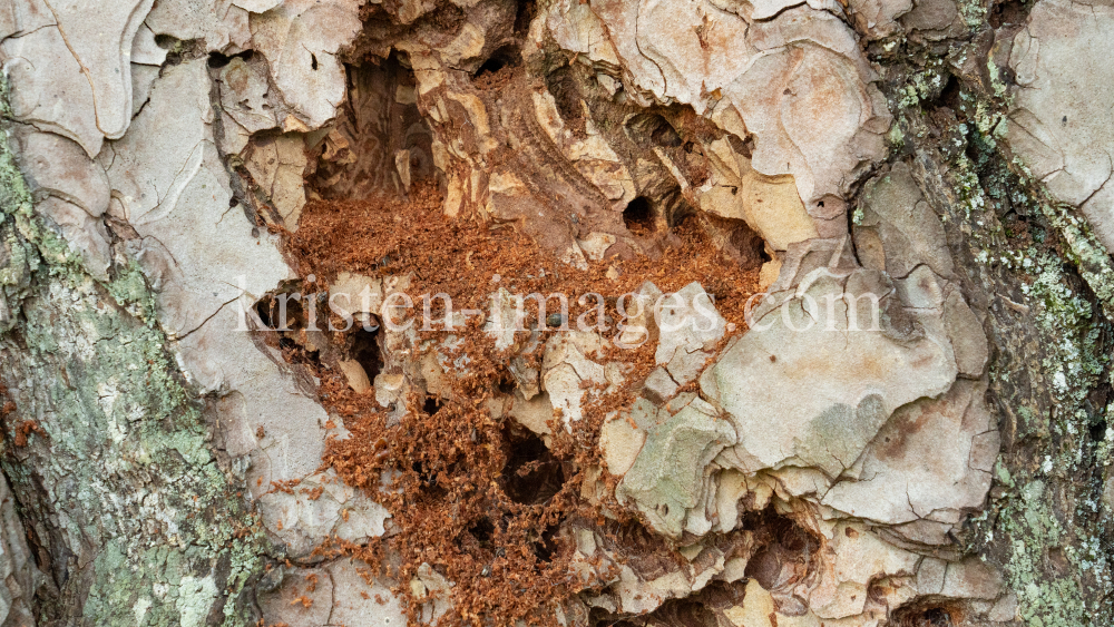 Wildbienenlöcher im Baumstamm einer Kiefer by kristen-images.com