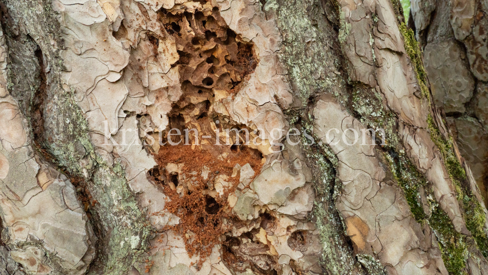 Wildbienenlöcher im Baumstamm einer Kiefer by kristen-images.com