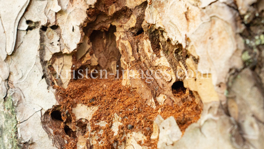 Wildbienenlöcher im Baumstamm einer Kiefer by kristen-images.com