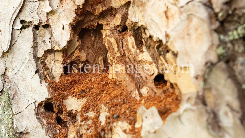 Wildbienenlöcher im Baumstamm einer Kiefer by kristen-images.com