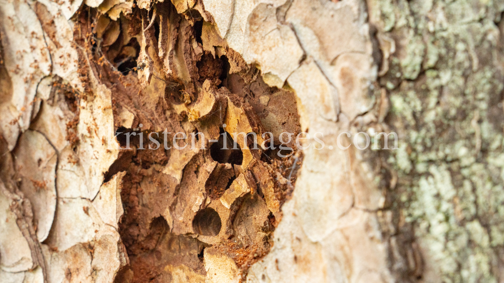 Wildbienenlöcher im Baumstamm einer Kiefer by kristen-images.com