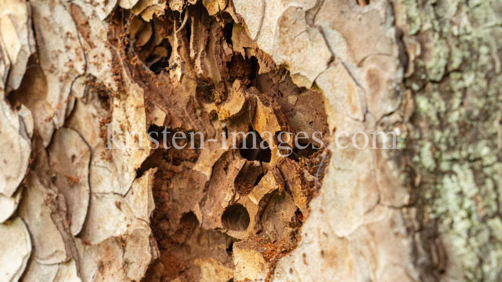 Wildbienenlöcher im Baumstamm einer Kiefer by kristen-images.com