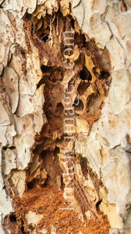 Wildbienenlöcher im Baumstamm einer Kiefer by kristen-images.com