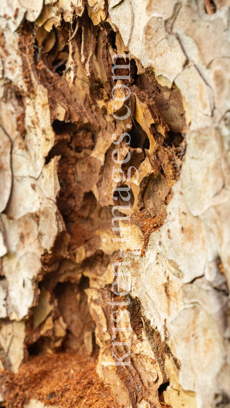 Wildbienenlöcher im Baumstamm einer Kiefer by kristen-images.com