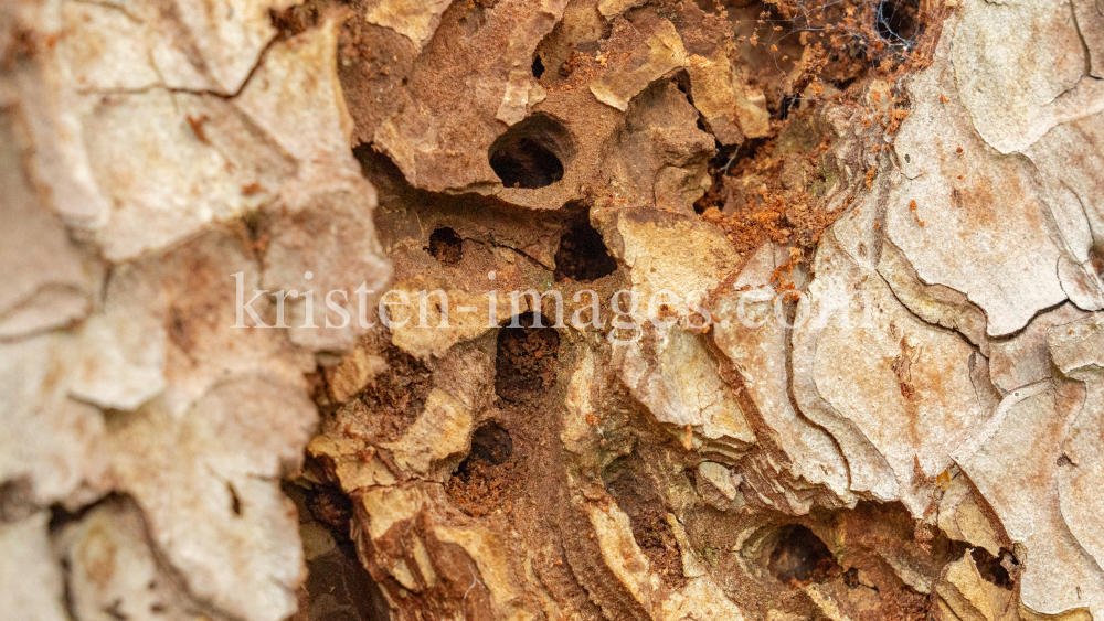 Wildbienenlöcher im Baumstamm einer Kiefer by kristen-images.com