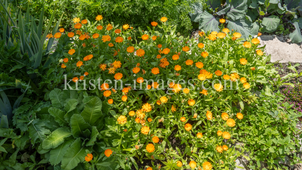 Ringelblume (Calendula officinalis) by kristen-images.com