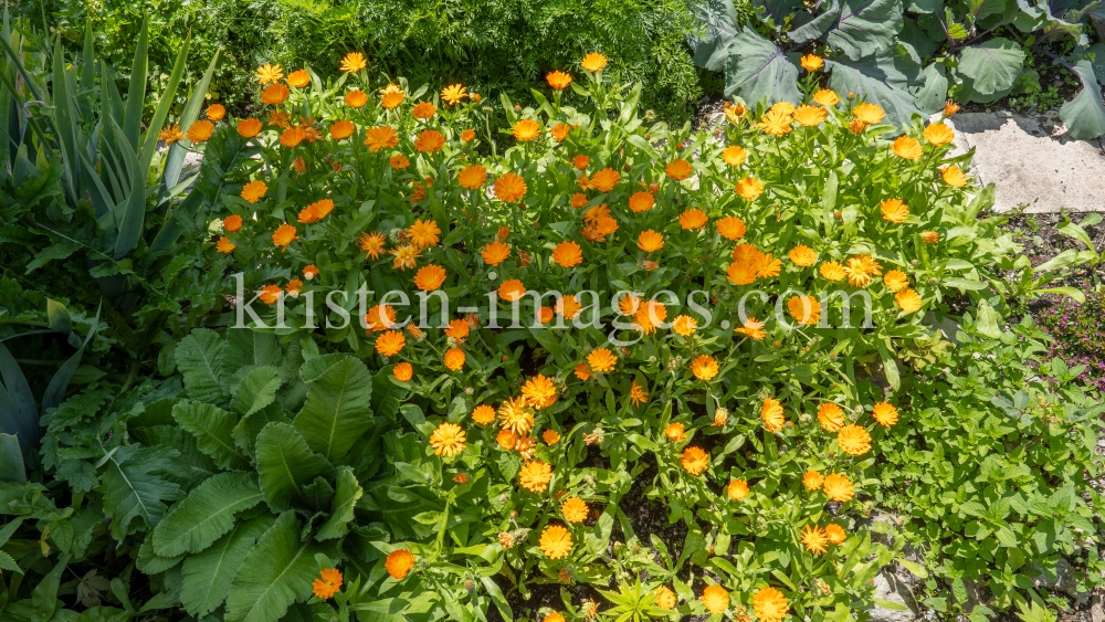 Ringelblume (Calendula officinalis) by kristen-images.com