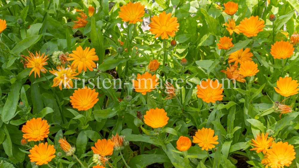 Ringelblume (Calendula officinalis) by kristen-images.com
