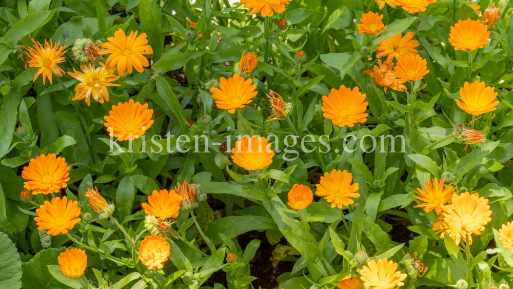 Ringelblume (Calendula officinalis) by kristen-images.com