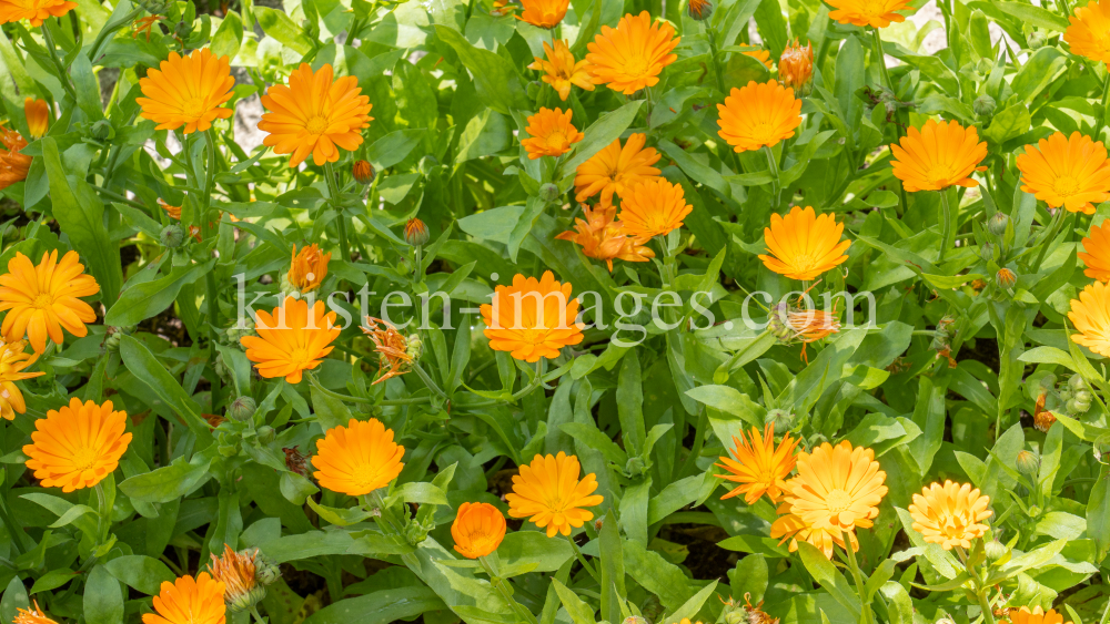 Ringelblume (Calendula officinalis) by kristen-images.com