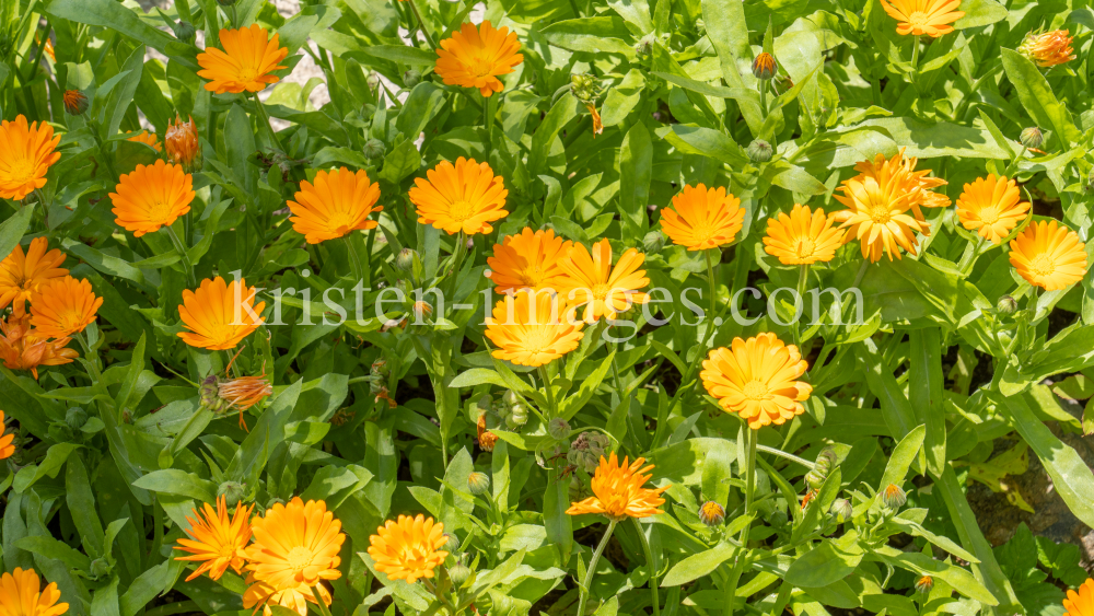 Ringelblume (Calendula officinalis) by kristen-images.com