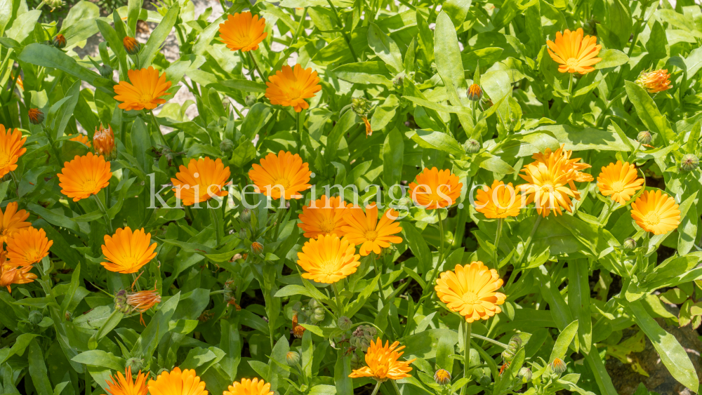 Ringelblume (Calendula officinalis) by kristen-images.com