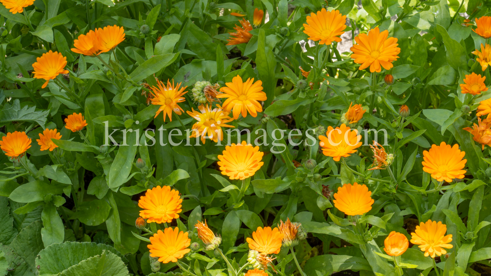 Ringelblume (Calendula officinalis) by kristen-images.com