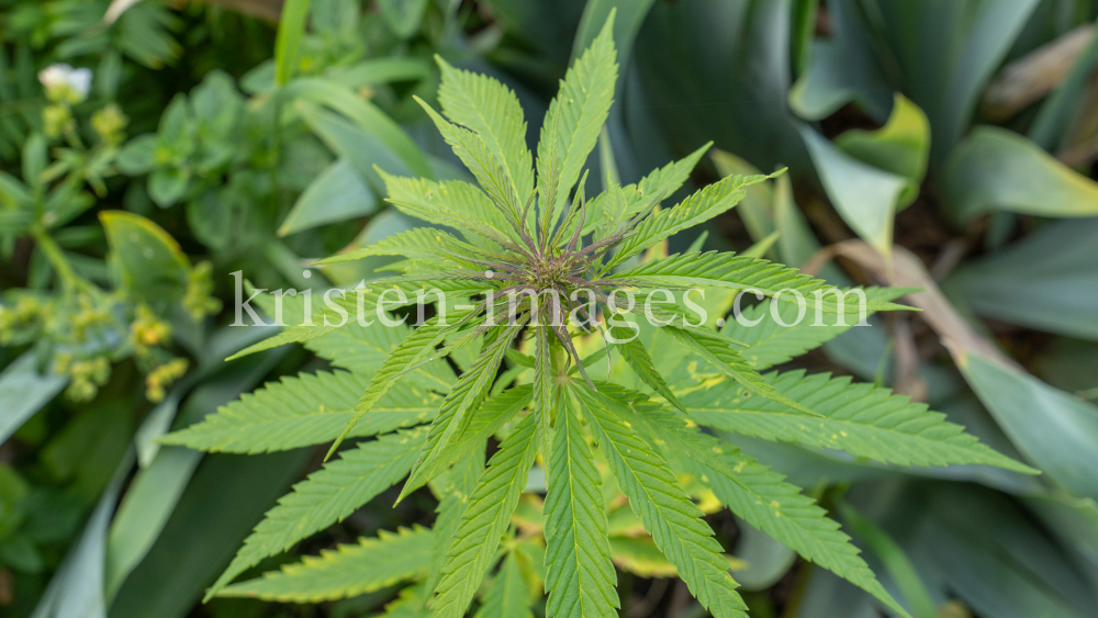 Hanf (Cannabis) by kristen-images.com