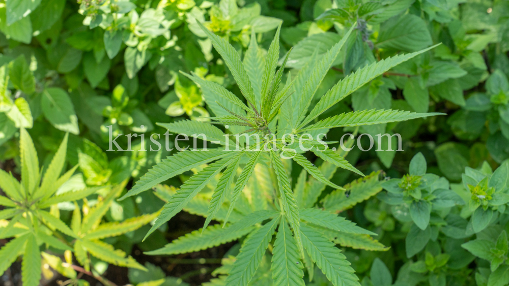 Hanf (Cannabis) by kristen-images.com