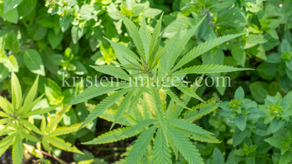 Hanf (Cannabis) by kristen-images.com