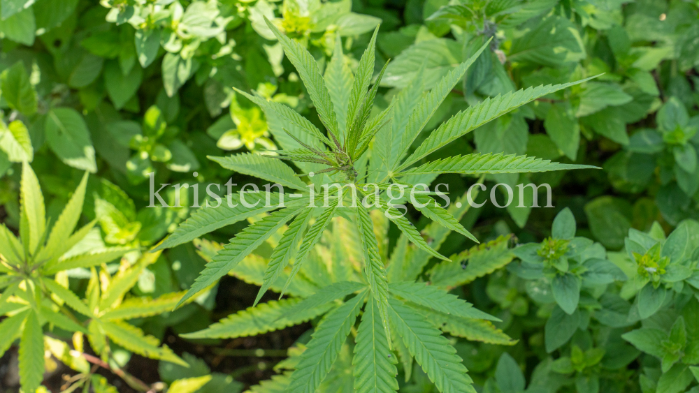 Hanf (Cannabis) by kristen-images.com