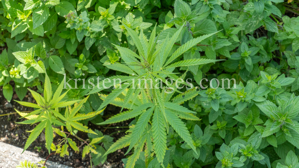 Hanf (Cannabis) by kristen-images.com