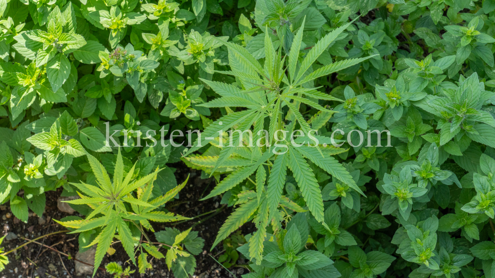 Hanf (Cannabis) by kristen-images.com