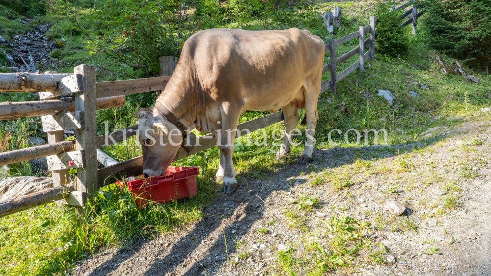 Kühe auf einem Wanderweg / Arztal, Ellbögen, Tirol, Österreich by kristen-images.com