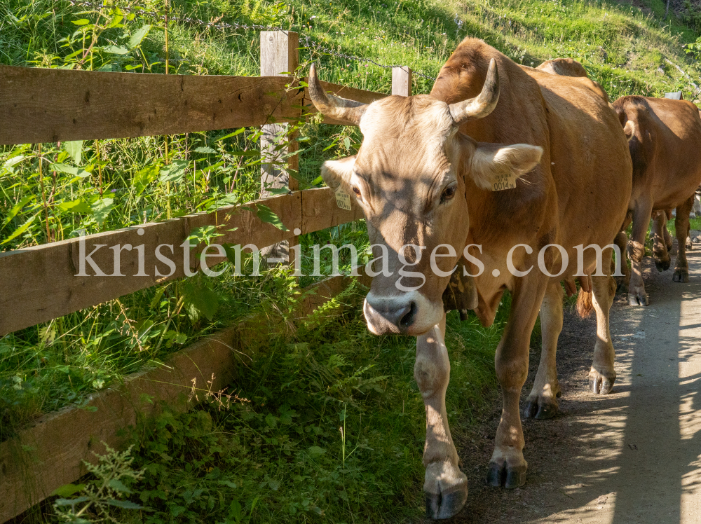 Kühe auf einem Wanderweg / Arztal, Ellbögen, Tirol, Österreich by kristen-images.com