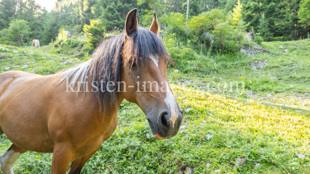 Pferd auf der Almwiese / Arztal, Ellbögen, Tirol, Österreich by kristen-images.com